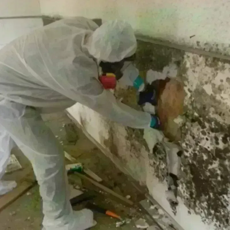 Mold Remediation and Removal in Colbert, OK